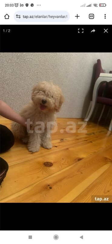 kangal itlərin satışı: Pudel, 4 ay, Erkek, Peyvəndli, Ünvandan götürmə, Pulsuz çatdırılma