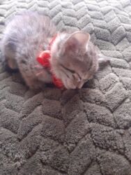 Pişiklər: Erkək, Dişi, Yaxşı əllərə — 4