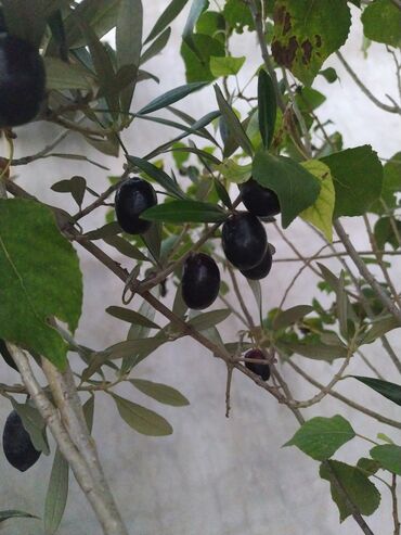 Buket güllər: Salam hərkəsə qara zeytun satılır.2 azn əlaqə nömrəsi 051 959 95 14