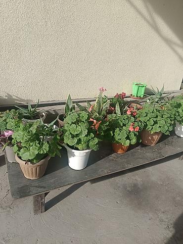 диффенбахия купить: Продаю комнатные цветы. Цены разные — 2