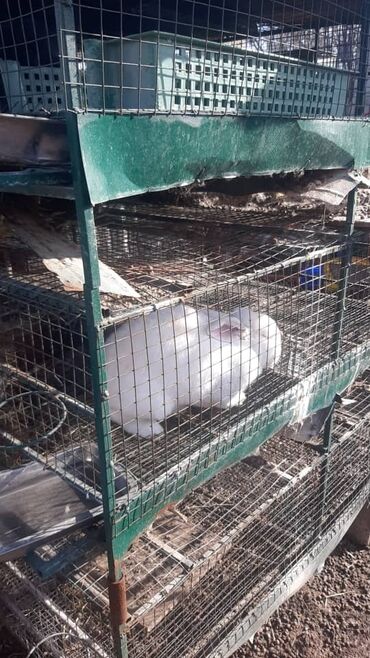 Кролики: Продаю | Крольчиха (самка), Кролик самец, Крольчата | Белый великан, Фландр, Калифорнийская | Для разведения | Племенные