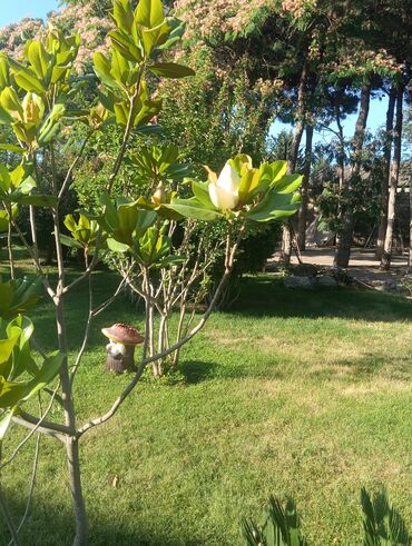 Toxumlar: Abadliq isleri qazon torf agaclar gul cicey bağlarda umumi abadliq — 8