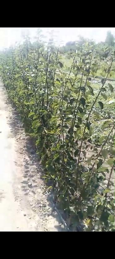 epimedium bitkisi satisi: Meqsedimiz Düzgün Ting SeçimiDüzgün əkinPesekar yanaşma ile uzun — 8