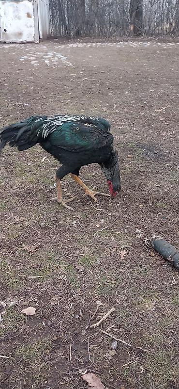 Птицы: Продаю Инкубационное яйцо Чисто кровных даканов разных пород: Китаец — 16