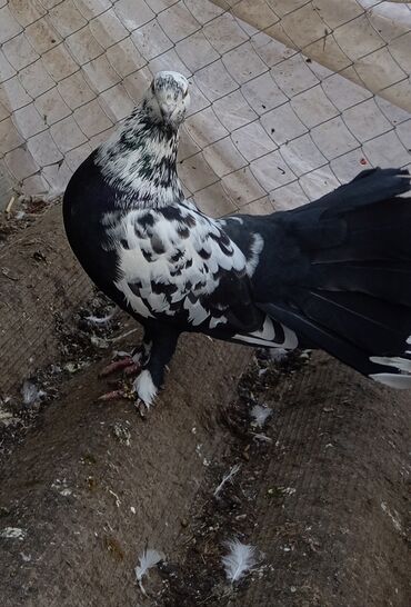 Göyərçinlər: Məhsul: Bəzək üçün fiqurlu göyərçinlər - Növ: Quyruğu geniş, yelpik — 2