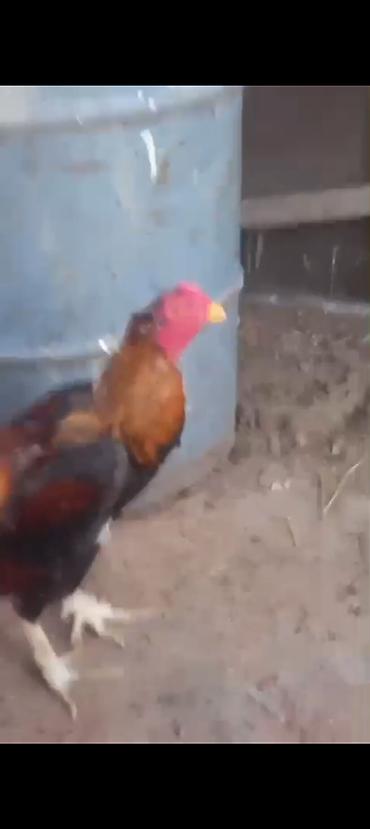 döyüş xoruzu: Məhsul: Qara-qızılı rəng palitrasında döyüş tipli xoruz Təsvir: - — 3