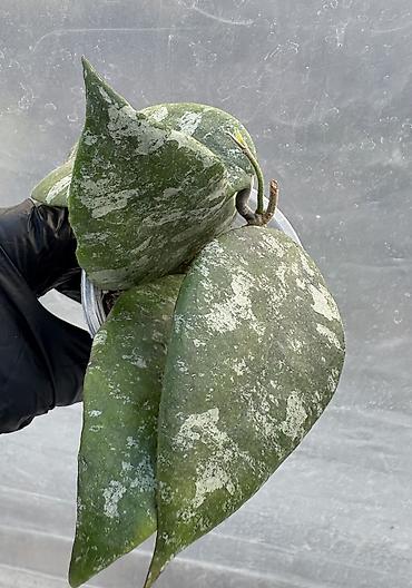 Хойи: Продаю хойи. Цены от 250 до 2000сом — 1