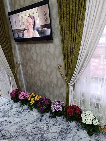 Декоративные цветы: Горшечные примулы (Primula) — декоративные комнатные растения с — 7