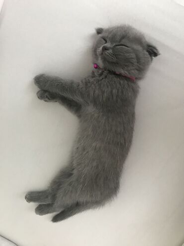 Pişiklər: Şotland, Erkək, Dişi, Ödənişli çatdırılma, Rayonlara çatdırılma — 4