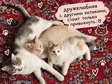 Табылган жана жоголгон мышыктар: Породасыз, 4 айлык, Ургаачы, Аргын — 3