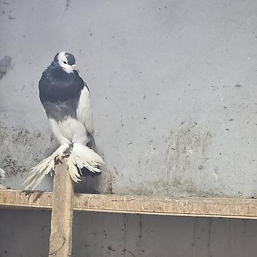 Göyərçinlər: Zövqlü dekorativ göyərçinlər dəsti - Nadir görünüşlü dekorativ — 7