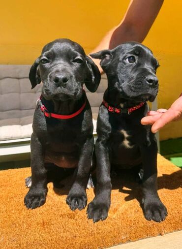 Psi: Cane corso, stenad 2 crne zenke i 2 sive zenke. Oštenjene 12.06.2025 na lalafo.rs — 7 Psi: Cane corso, stenad 2 crne zenke i 2 sive zenke. Oštenjene 12.06.2025 — 7