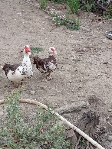 ördək balası haqqında məlumat: Erkək, | Lal ördək, Ətlik, Ünvandan götürmə