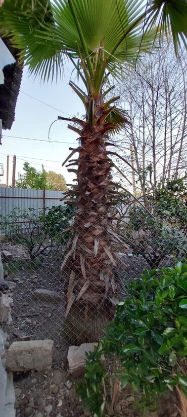 Ev və bağ: Palma ağaci satilir hündürlü yarpaqsiz 3 metrdi̇ yarpaqla bi̇r yerde 4