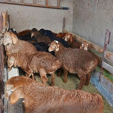 Баран, овца: Продаю | Ягненок — 7