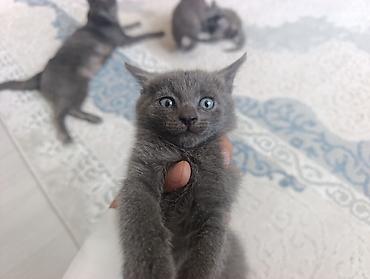🐾 Продаются котята породы Русская голубая! 🐾 Котятам 2 месяца. Все