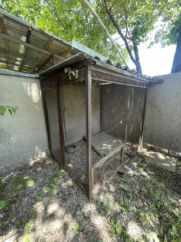 Отдам даром собаку: Собака даром: Алабай, 1 месяц, Самец, С прививкой