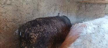 Коровы, быки: Продаю | Бык (самец) | На откорм | Привязанные — 3