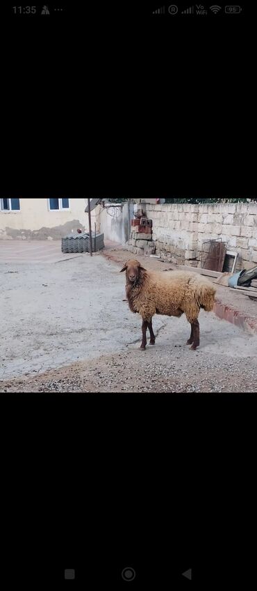 boğaz qoyunlar: Erkək, Qala, il: 1, Damazlıq, Ünvandan götürmə