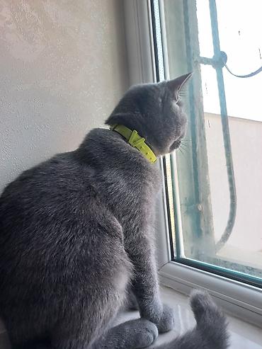 Pişiklər: Britan, Dişi, Yaxşı əllərə, Ünvandan götürmə — 7