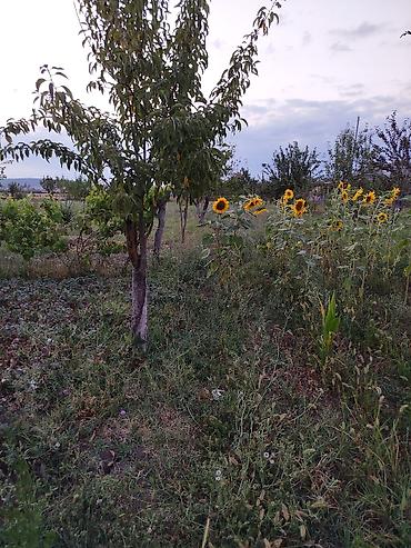 Torpaq sahələrinin satışı: 25 sot, Tikinti, Mülkiyyətçi, Kupça (Çıxarış) — 6