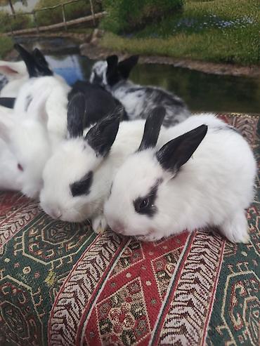 Dovşanlar: Dovşan yemi 2-azn Bala Dovşanlar 5azn. Apilka (Yonqar 1.50azn) — 3