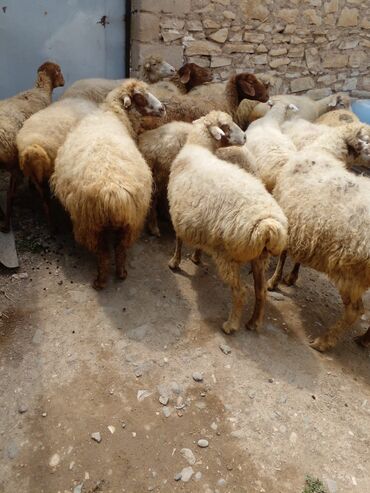 qurbanlıq qoyun qiymətləri: 15 ədəd təcili satılır bura yazmayın zəng edin