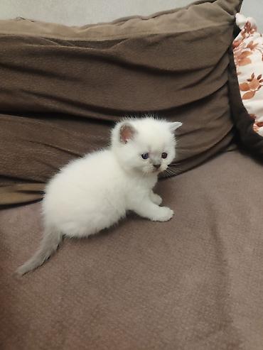 Pişiklər: Britan, Dişi — 21