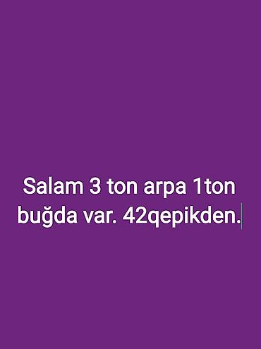 pişik şəkilləri çəkmək: Salam temizdir elaqe vacapda saxla 0.42 qepikden — 1