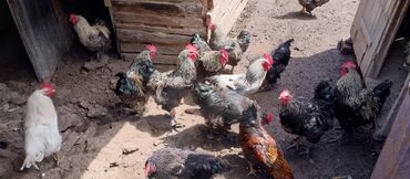 дикие птицы кыргызстана: Семиз короздор сатылат 1200 сомдон