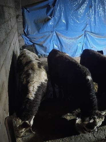 Коровы, быки: Продаю | Бык (самец) | Полукровка | На откорм | Привязанные — 25