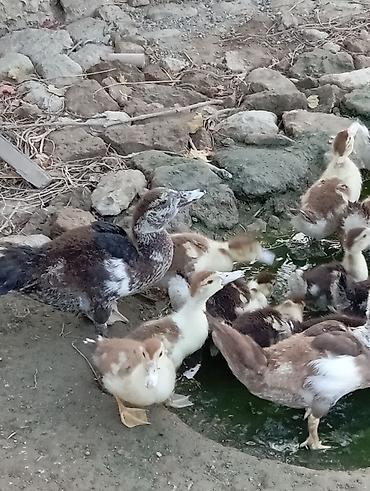 ordəy balası: Salam lal indukladi 33 edirdi böyde var içinde 6 manata balacalar — 5