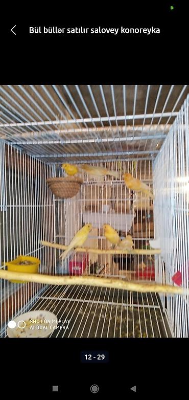 bulbul satılır: Bül büllər kanareyka solavey bul bul konareyka super oxuyan erkəy — 8