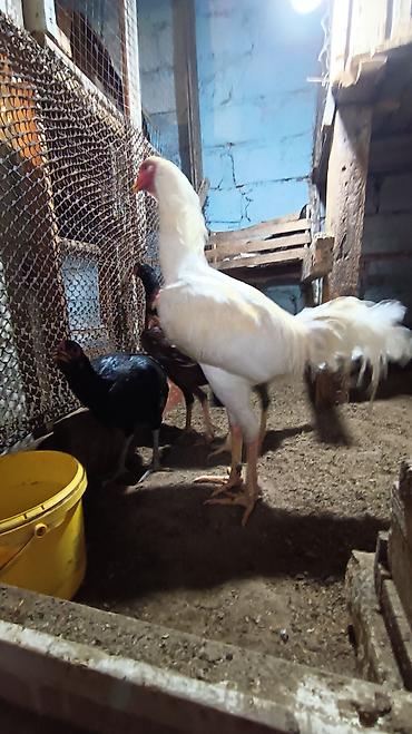 Xoruzlar: Xoruz, il: 1, Ünvandan götürmə — 2