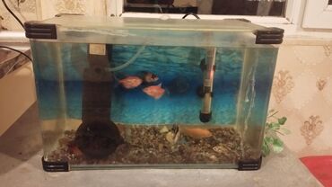 Akvariumlar: Dördbucaq akvarium, Balıqlarla birlikdə, 20 l, Ünvandan götürmə