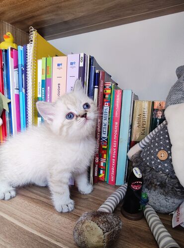 Pişiklər: Britan -da lalafo.az — 9 Pişiklər: Britan — 9