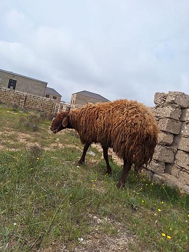K/t heyvanları və malları: Qala qoçu satılır. 1yaş 11 aylıqdır. Tam sağlamdır. Qoyun sürməyi — 4