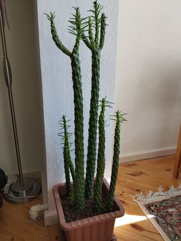 Другие растения: Аустроцилиндропунция шиловидная