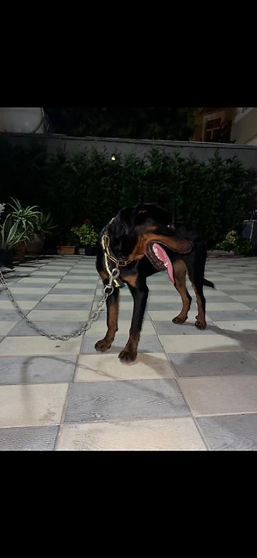 dişi labrador: Rotveyler, 6 ay, Dişi — 2