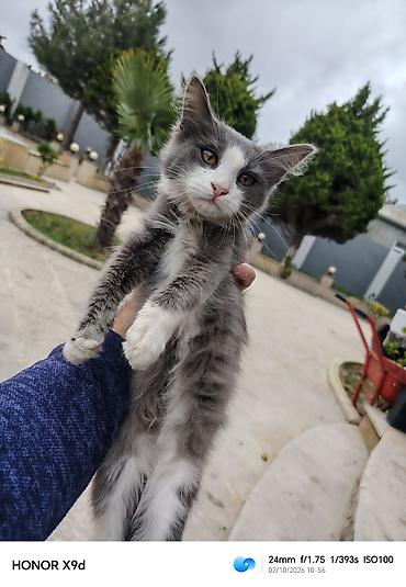pişik sortları: ​🐾 Təcili! Çox sevimli və oynaq kütü satılır! 🐾 ​Məşhur Maine Coon və — 1