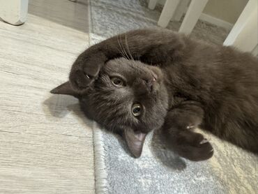 сколько стоит порода собаки доберман: Британский кот с плотной плюшевой шерстью редкого шоколадного окраса