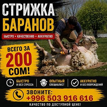 кой сойушка: Стрижка баранов - Быстро, качественно, аккуратно - Быстро и без — 1