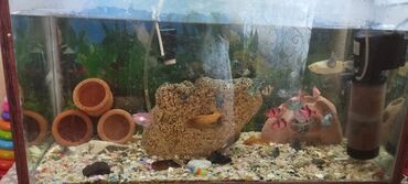 akvarium balıqlarının satışı: Akvarum satılır içində 50 ədəd balıq 2 hava filtiri 1 su qızdırıcı