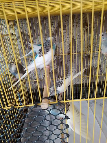 ev qus: Dalmatin və klassik rəng çalarlarında dalğalı tutuquşular (budgerigar) — 2