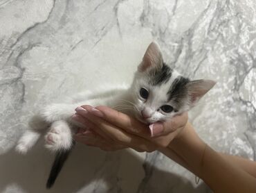 продать животных: Беспородная, 2 месяца, Девочка, Биколор, Приучена к лотку