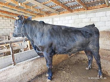 Коровы, быки: Продаю | Бык (самец) | Швицкая — 2