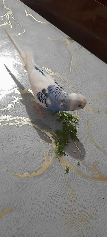 Tutuquşları: Ələ öyrəşmiş quşdu fikri ciddi olan vatcapa yazsin sumqayìt — 9