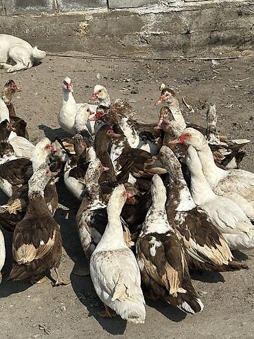 Птицы: Индоутки 24 головы 
2 самца и 22 самки — 5