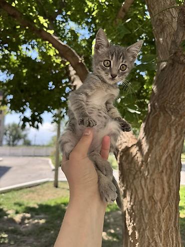 котята шиншиллы: Котята – ласковые, игривые ищут 🏡 Разные окрасы: - бело-серый с — 4