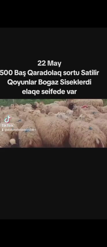 baliq qulagi satisi: 22 May Super Bogaz Sisekler Satilir qaradolaq sortu du isteyen 051 879